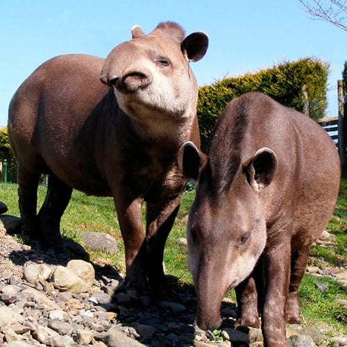 Brazilian Tapir at Lake District Wildlife Park